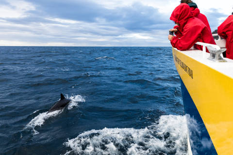 Pennicott Wilderness Journeys' boat