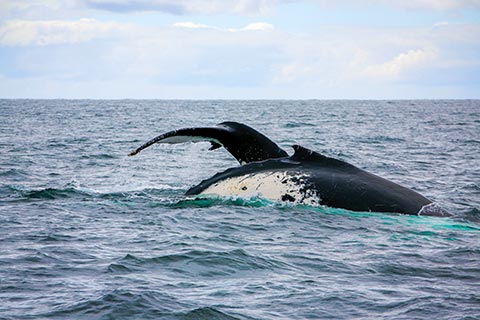 Photograph of whales in the sea