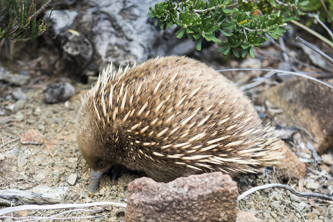 Wildlife - An echidna walking near the track